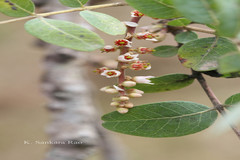 Boswellia serrata